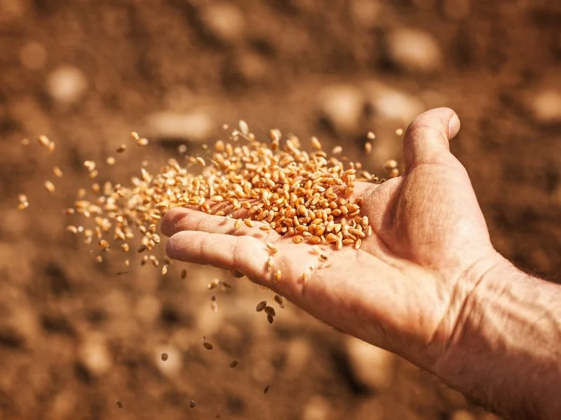 Man sowing seeds by hand.