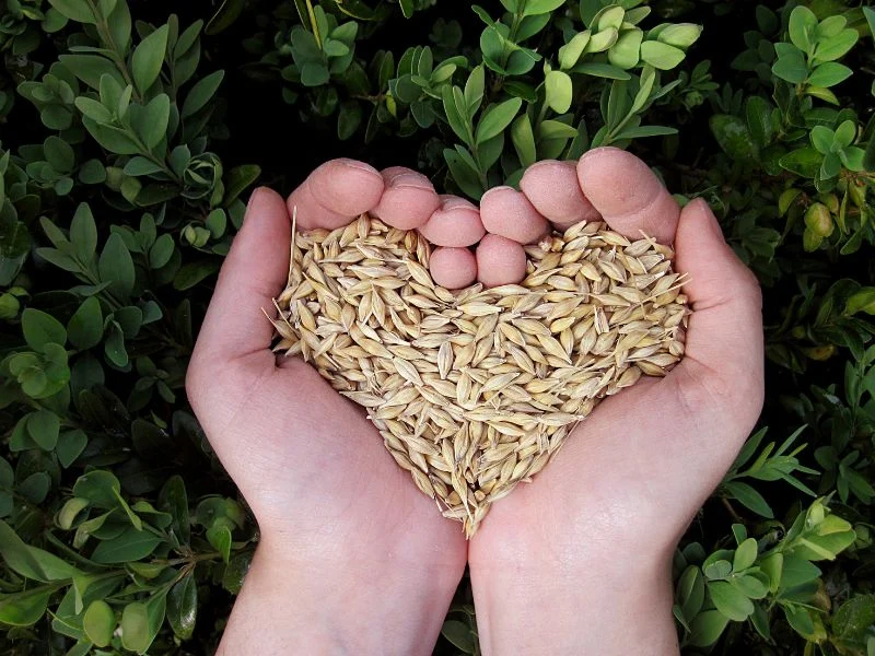 Woman holding a handful of grain that forms the shape of a heart.