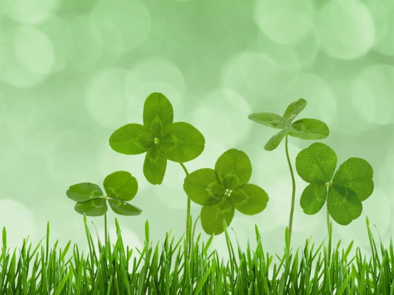 lucky four leave clover