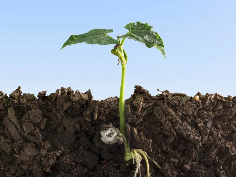seedling with roots growing in good soil