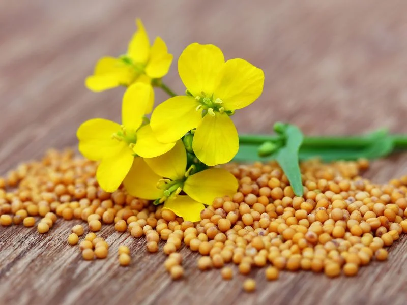 Mustard seeds and mustard flowers