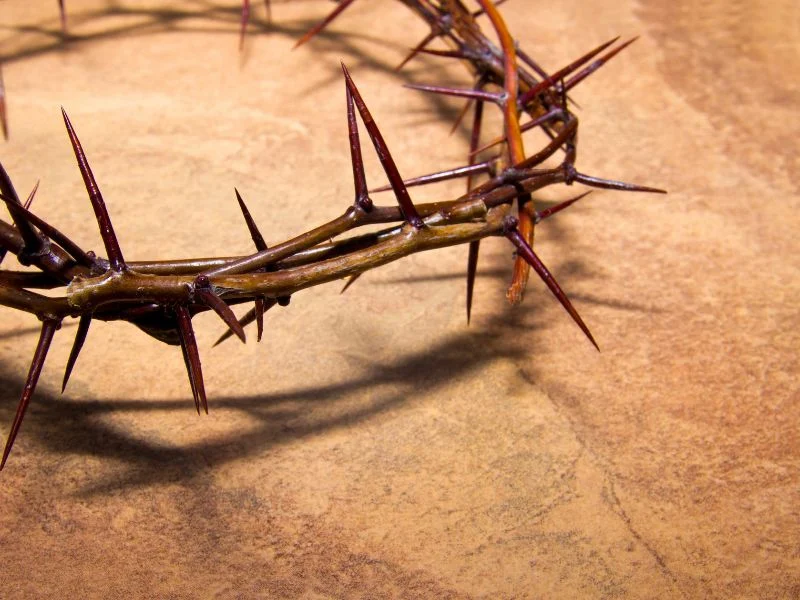 Crown of Thorns