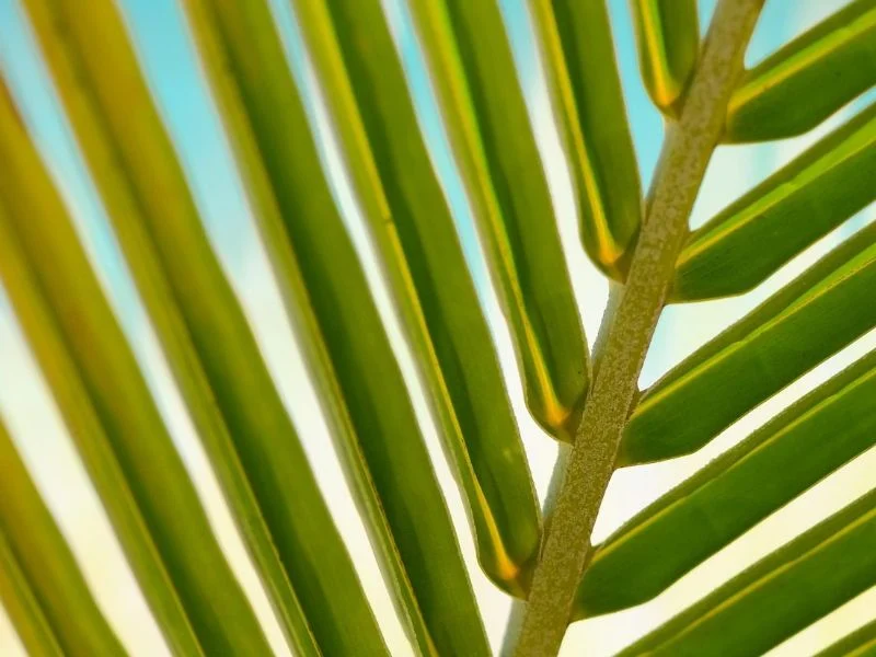 Palm branches