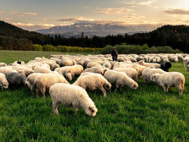 Shepherd in a field with his flock